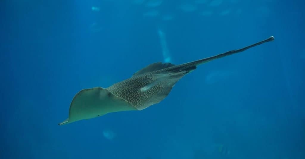 Coda più lunga: The Leopard Whipray