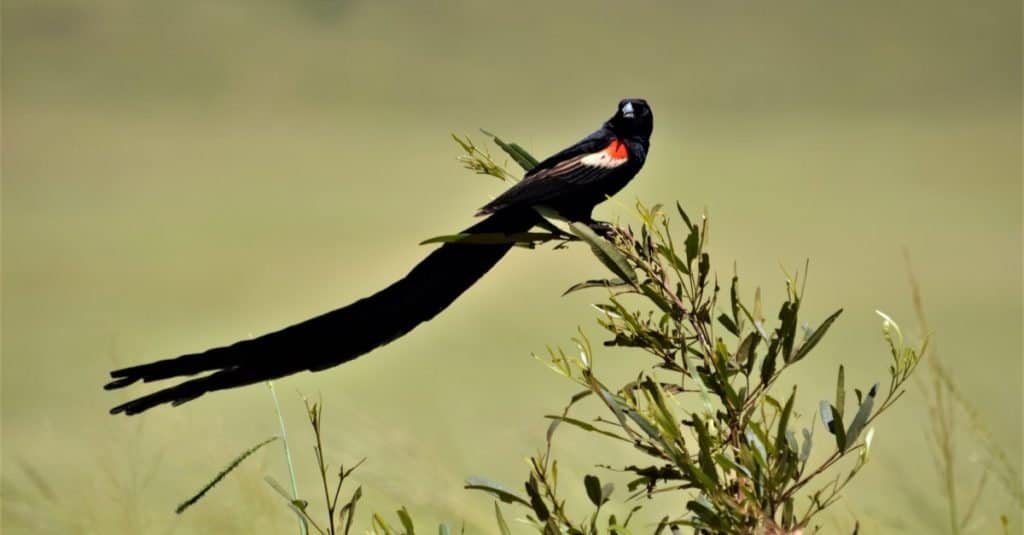 Coda più lunga: l'uccello della vedova dalla coda lunga