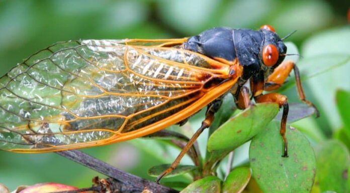 Cicada Brood X 2021: cos'è e dovresti preoccuparti?
