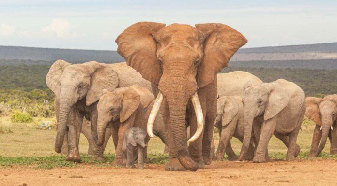Durata della vita degli elefanti: quanto tempo vivono gli elefanti?
