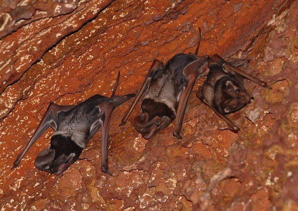 I pipistrelli più grandi: il pipistrello dalla coda libera di Wroughton