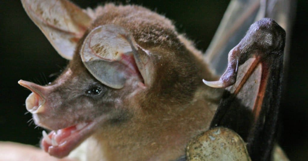 Pipistrelli più grandi: pipistrello spettrale