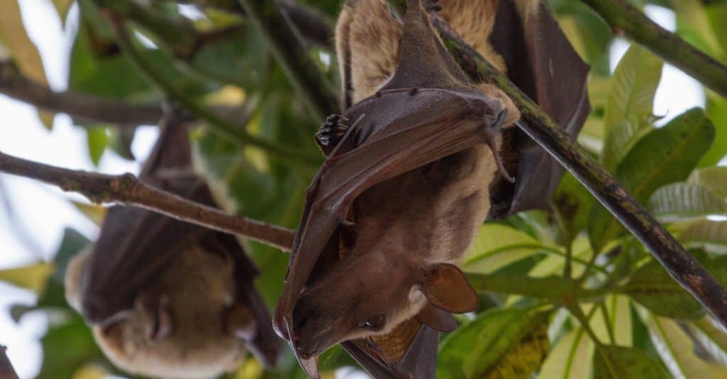 I pipistrelli più grandi: il pipistrello con spalline di Franquet