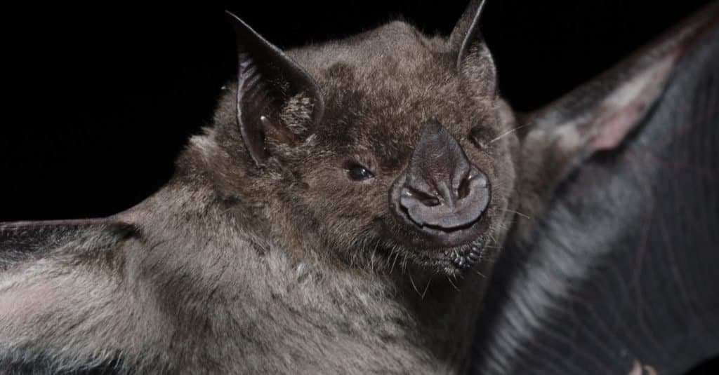 Pipistrelli più grandi: pipistrello dal naso a lancia maggiore