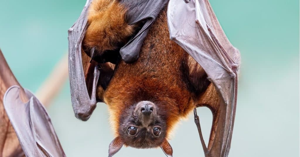 I pipistrelli più grandi: la grande volpe volante