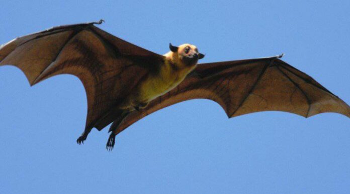 I 10 pipistrelli più grandi del mondo

