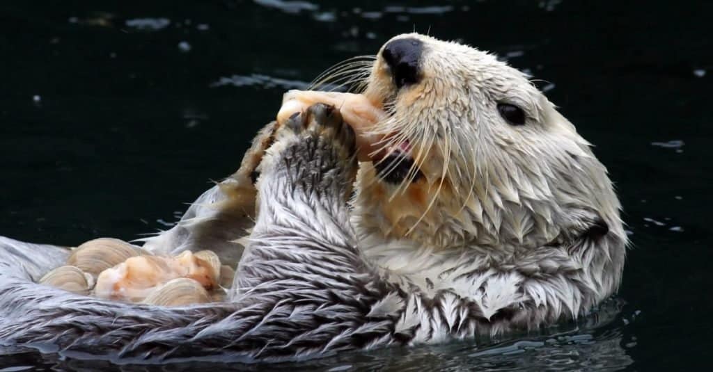 Animali più carini: lontra marina