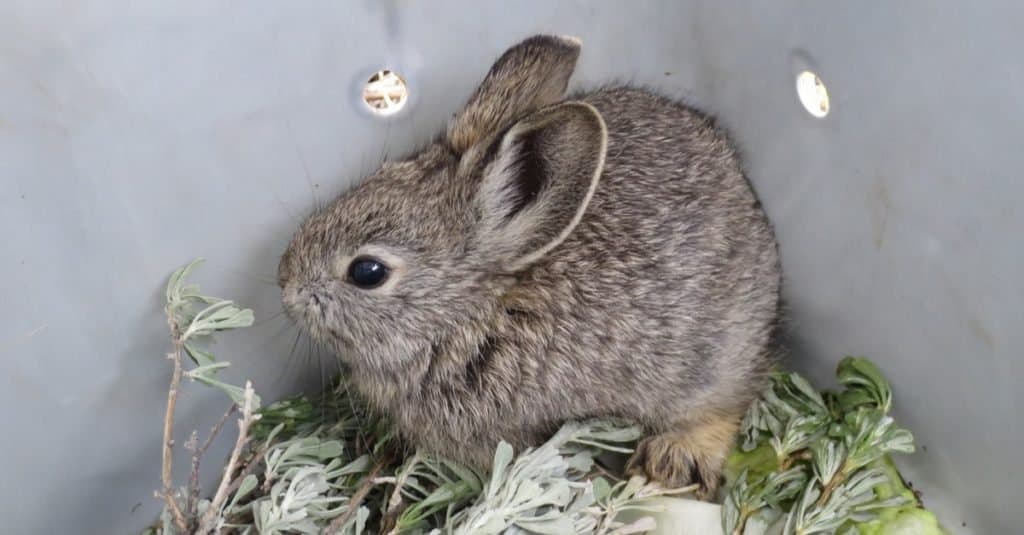 Animali più piccoli: conigli