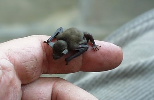 Animali più piccoli: pipistrelli