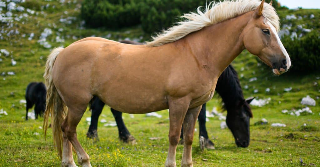 Cavalli più grandi: cavallo Comtois