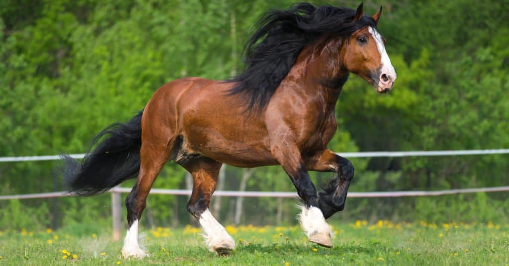 I cavalli più grandi: Vladimir Draft Horse