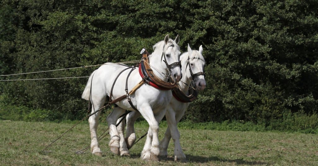 I cavalli più grandi: Boulonnais