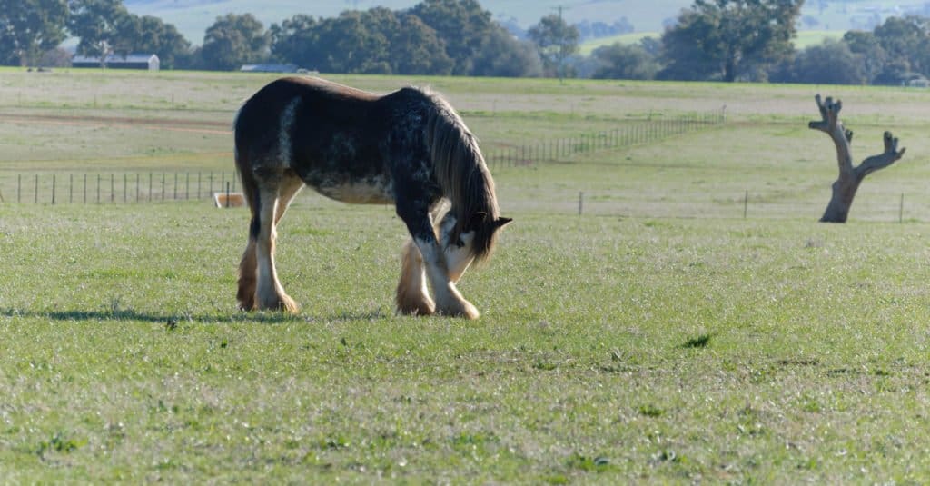 I cavalli più grandi: cavallo da tiro australiano