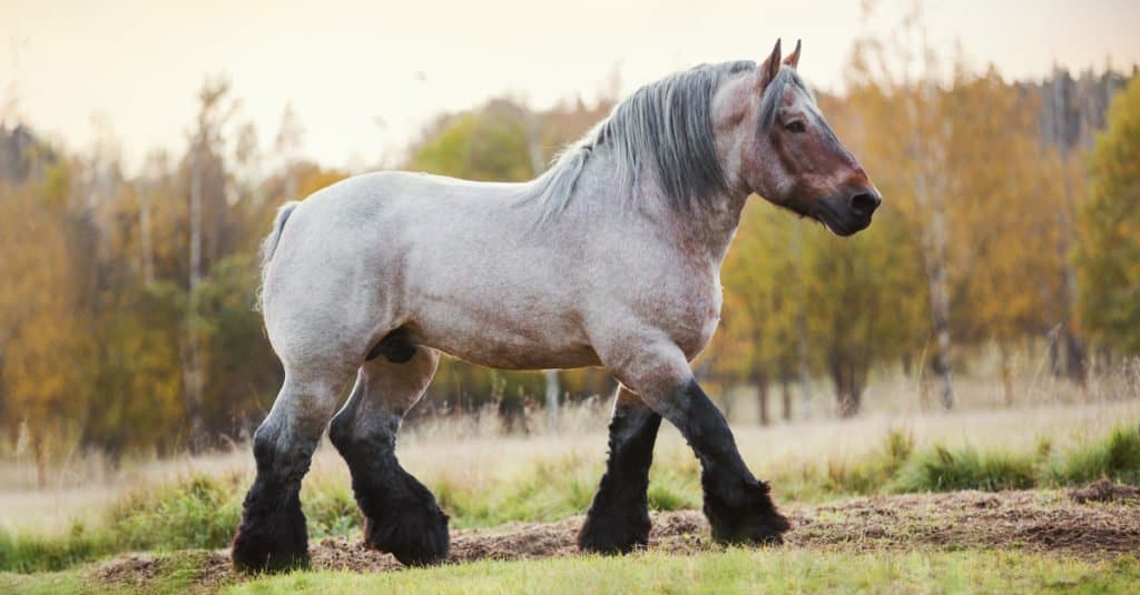 I cavalli più grandi: Belgi