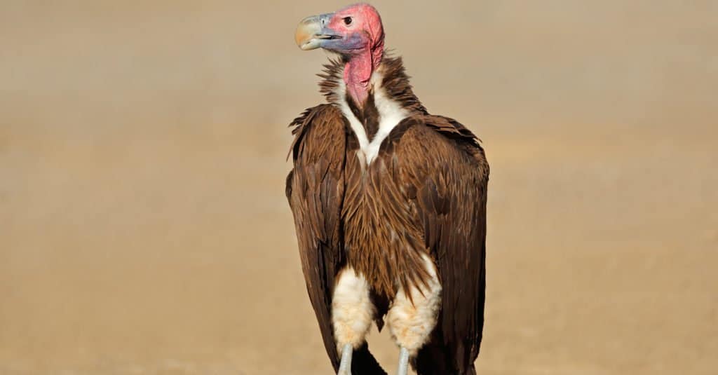 I più grandi uccelli rapaci - Avvoltoio con lappola