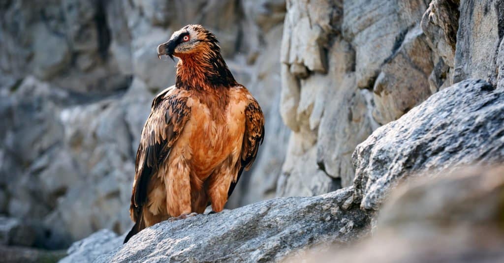 I più grandi uccelli rapaci - Lammergeier