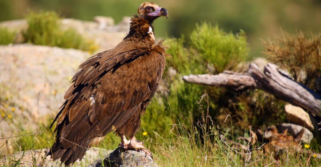 I più grandi uccelli rapaci - Avvoltoio cinereo