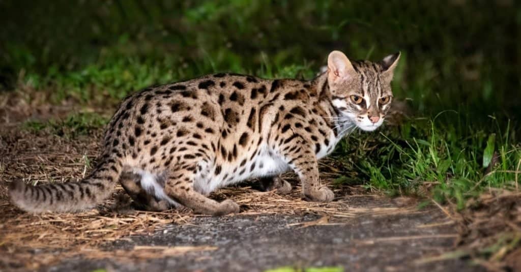 Gatti più piccoli: gatto leopardo