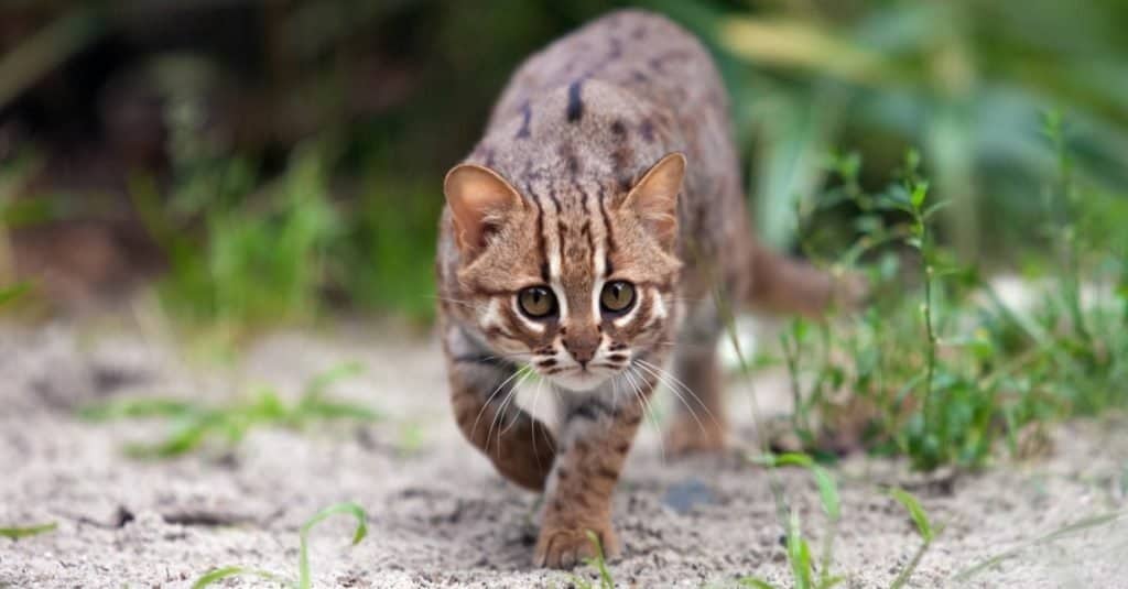 Gatti più piccoli: gatto maculato arrugginito