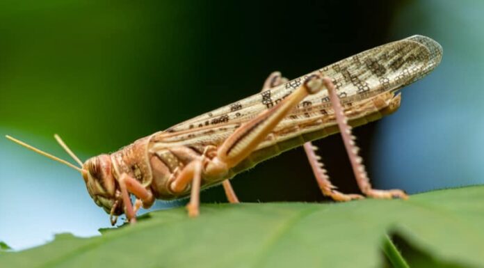 Cicale vs locuste: qual è la differenza?
