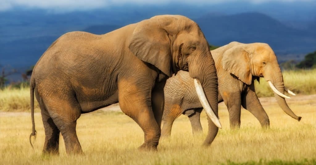 L'animale più grande che abbia mai camminato sulla Terra: l'elefante