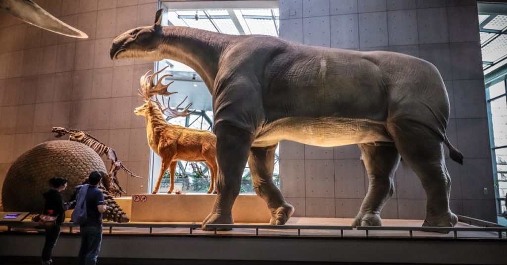 Il più grande animale che abbia mai camminato sulla Terra: Paraceratherium