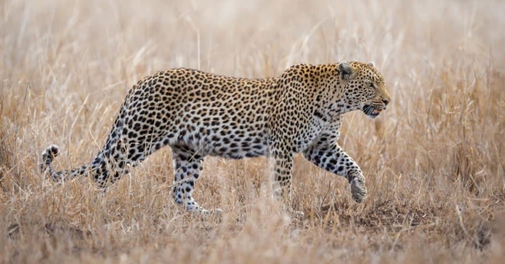 Animali Con Camuffamento: Leopardo