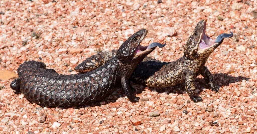 Animali che si accoppiano per la vita: lucertola a dorso di ciottoli