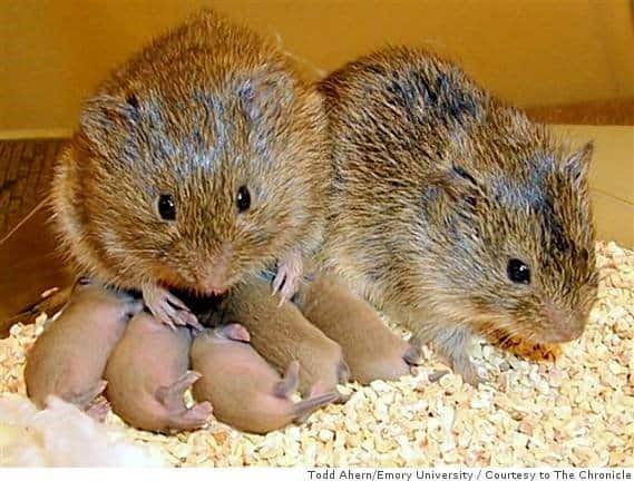 Animale che si accoppia per la vita: Prairie Vole