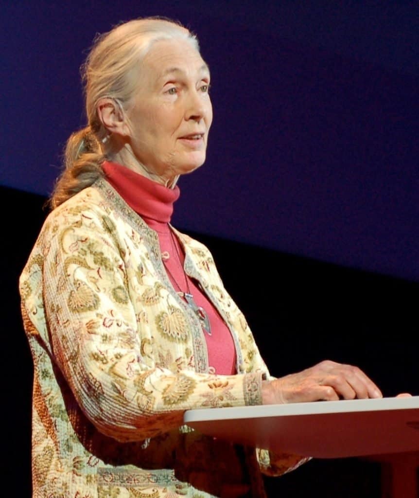 Conservazionisti famosi: Jane Goodall