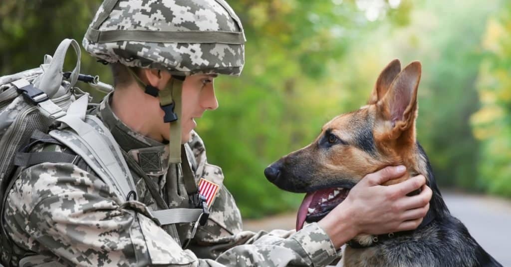 I migliori nomi di cani per cani addestrati - K5