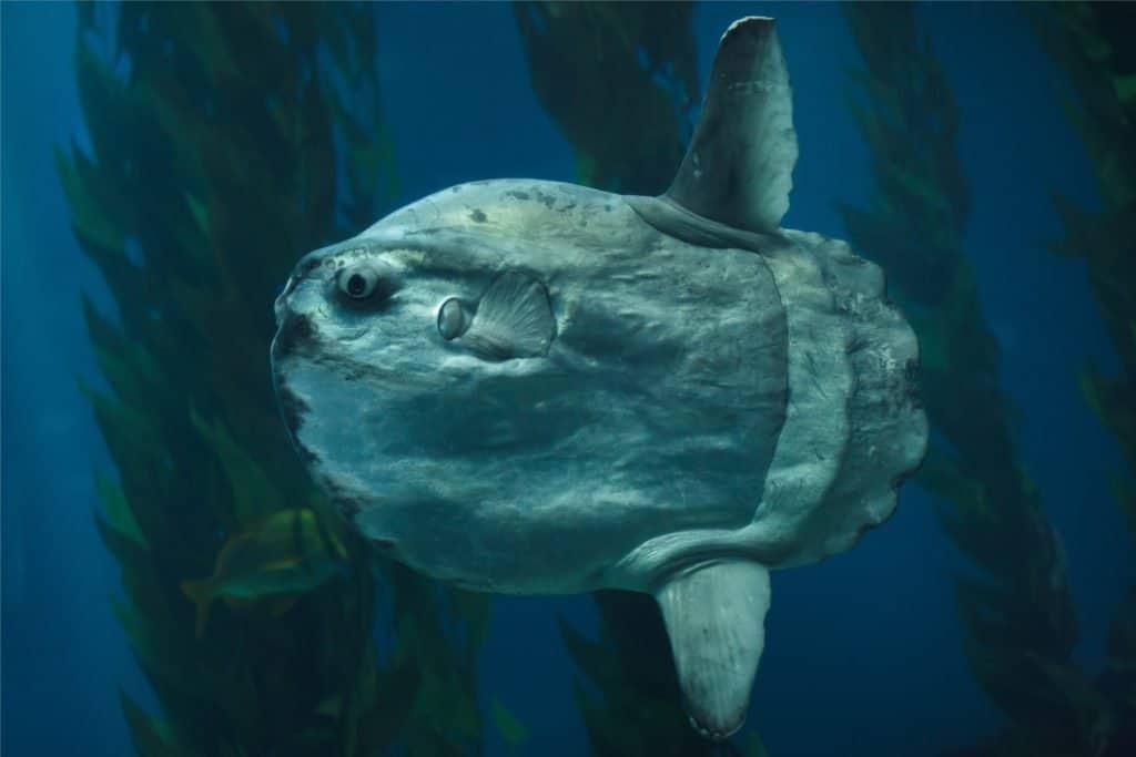 Il pesce più grande del mondo: il pesce luna oceanico