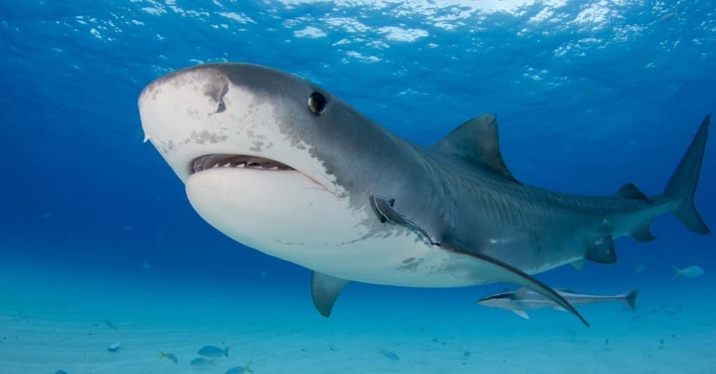 Il pesce più grande del mondo: lo squalo tigre
