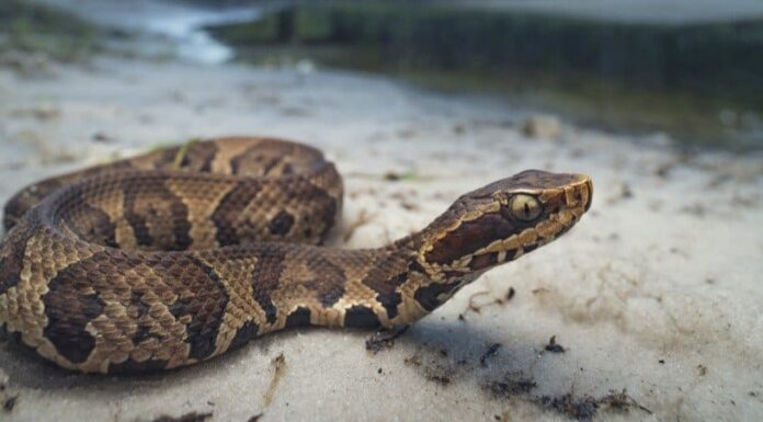 Mocassini d'acqua contro serpenti Cottonmouth: sono serpenti diversi?
