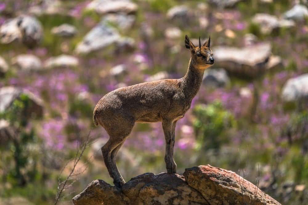 Un klipspringer in piedi sulla cima di una roccia con grandi rocce e fiori viola sullo sfondo.