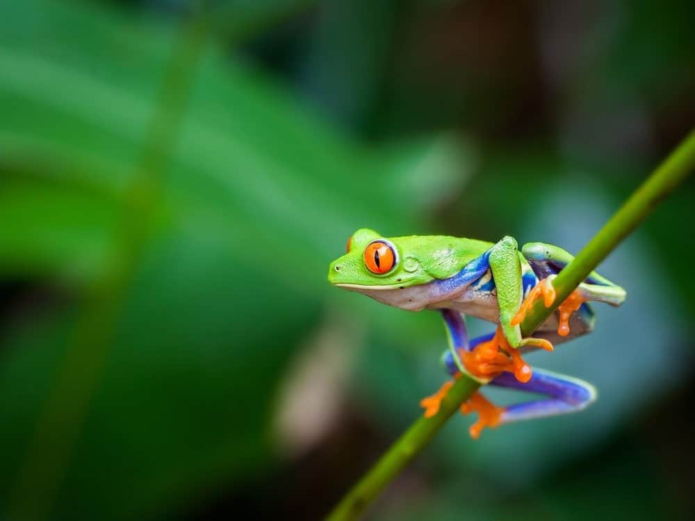 Una raganella appollaiata su un gambo verde.