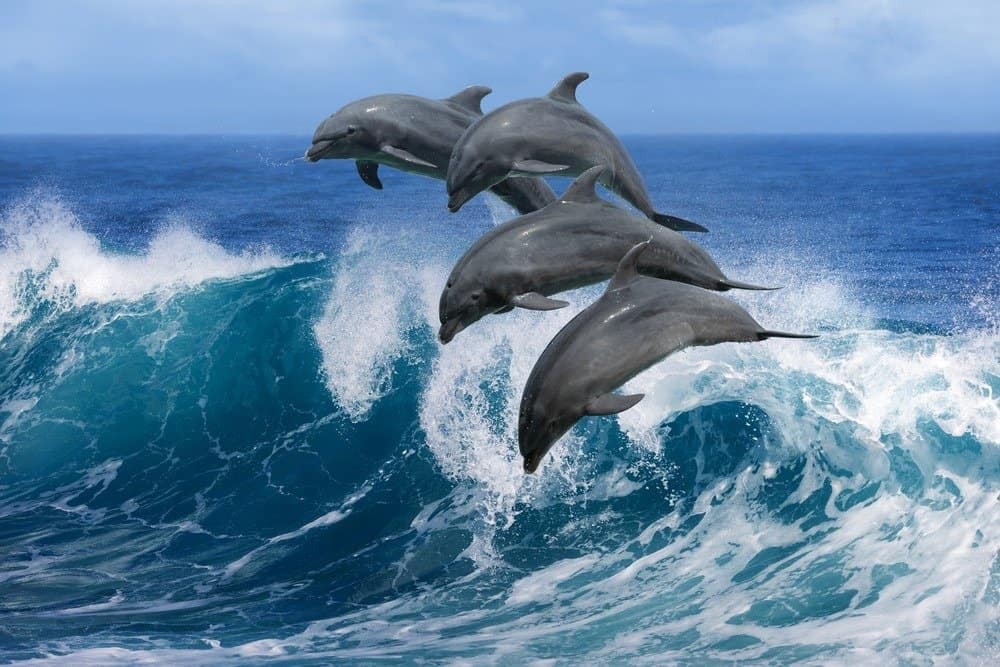 Quattro delfini che saltano in un'onda nell'oceano.