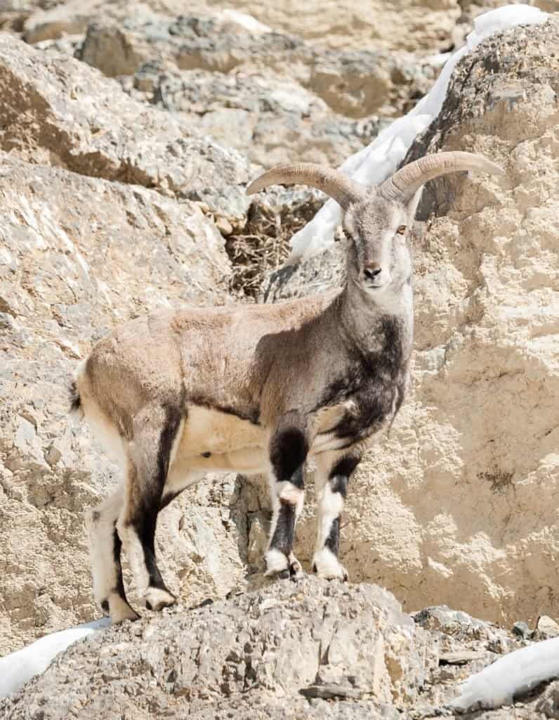 Un bharal in piedi sul bordo di una scogliera.