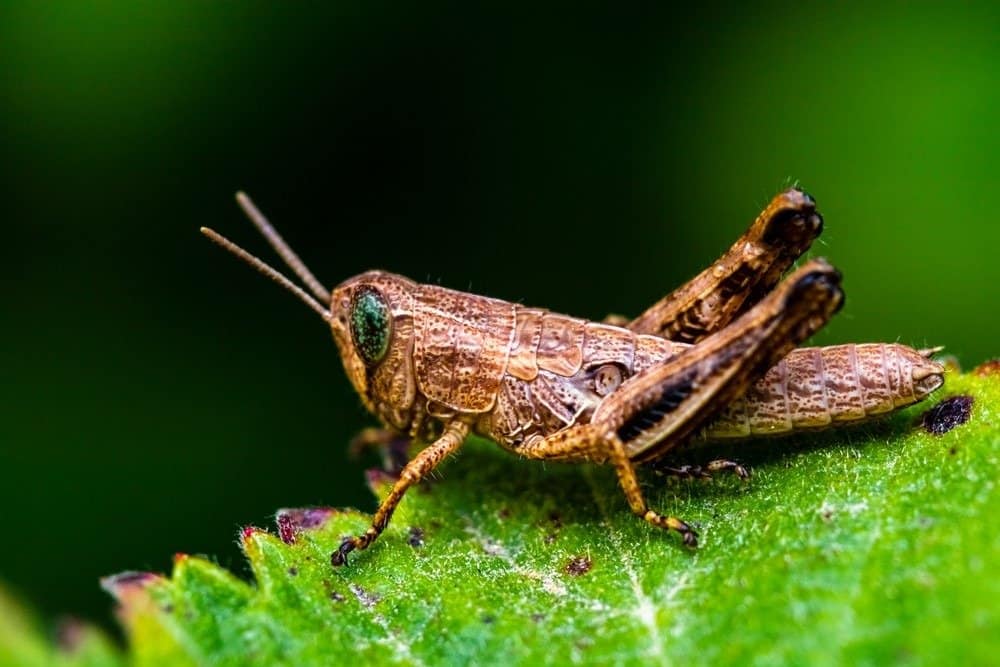 Una cavalletta appoggiata su una foglia verde.