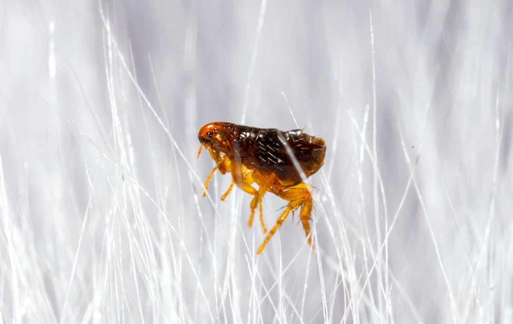 Un primo piano di una pulce circondata da peli bianchi.