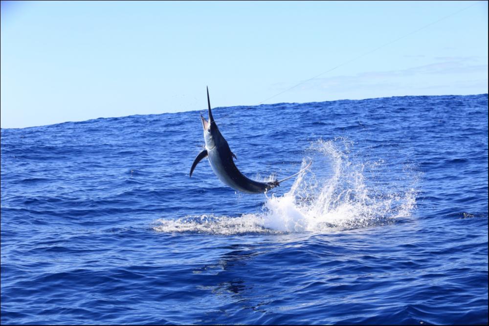 Black Marlin - Animale terrestre più veloce