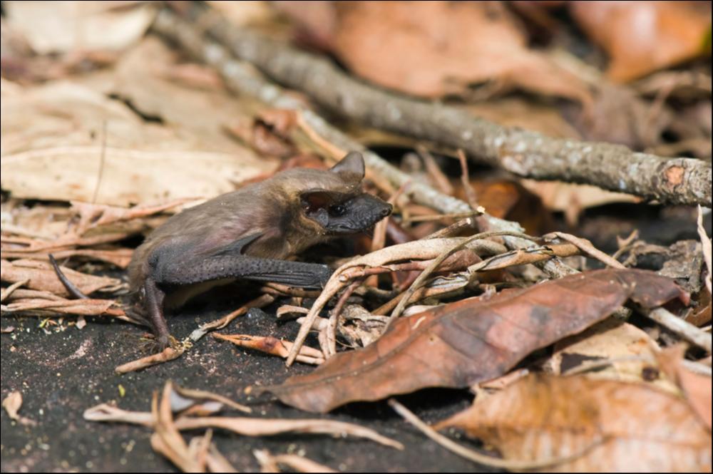 Pipistrello messicano dalla coda libera - Il mammifero più veloce su earch