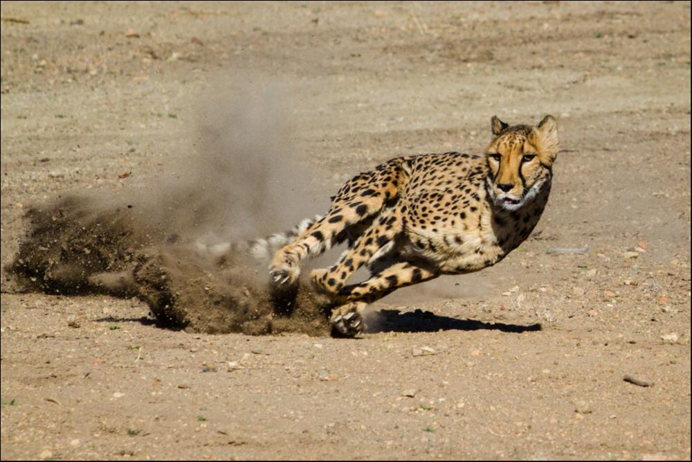 Ghepardo (Acinonyx jubatus) - Animale terrestre più veloce