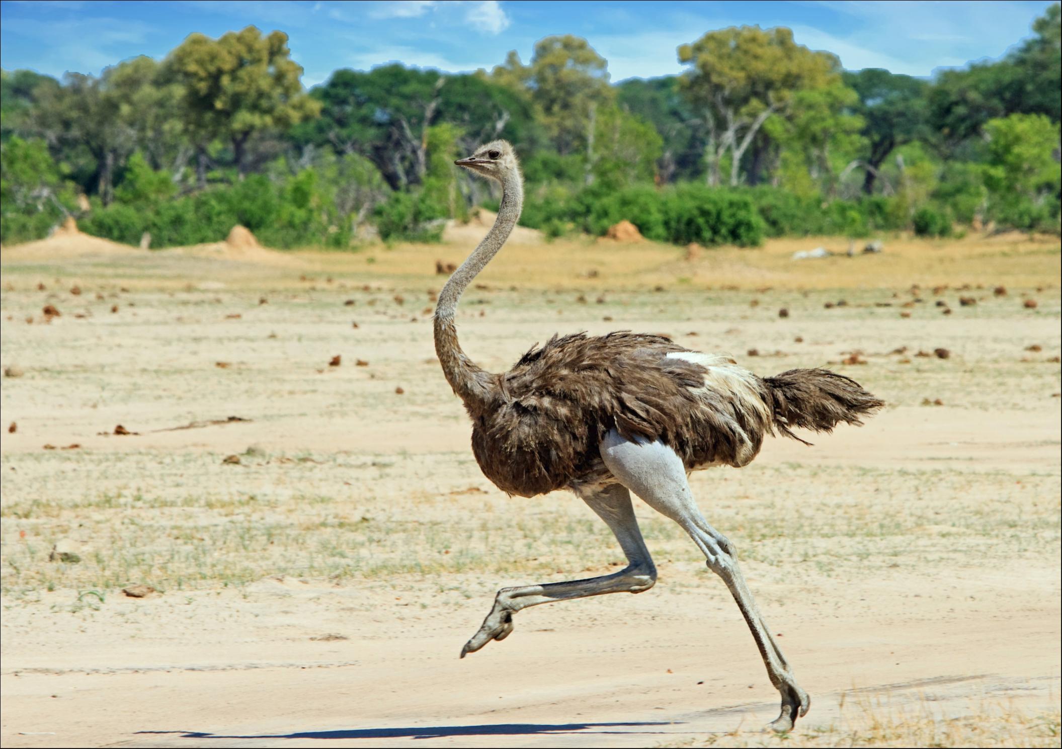 Struzzo (Struthio camelus)