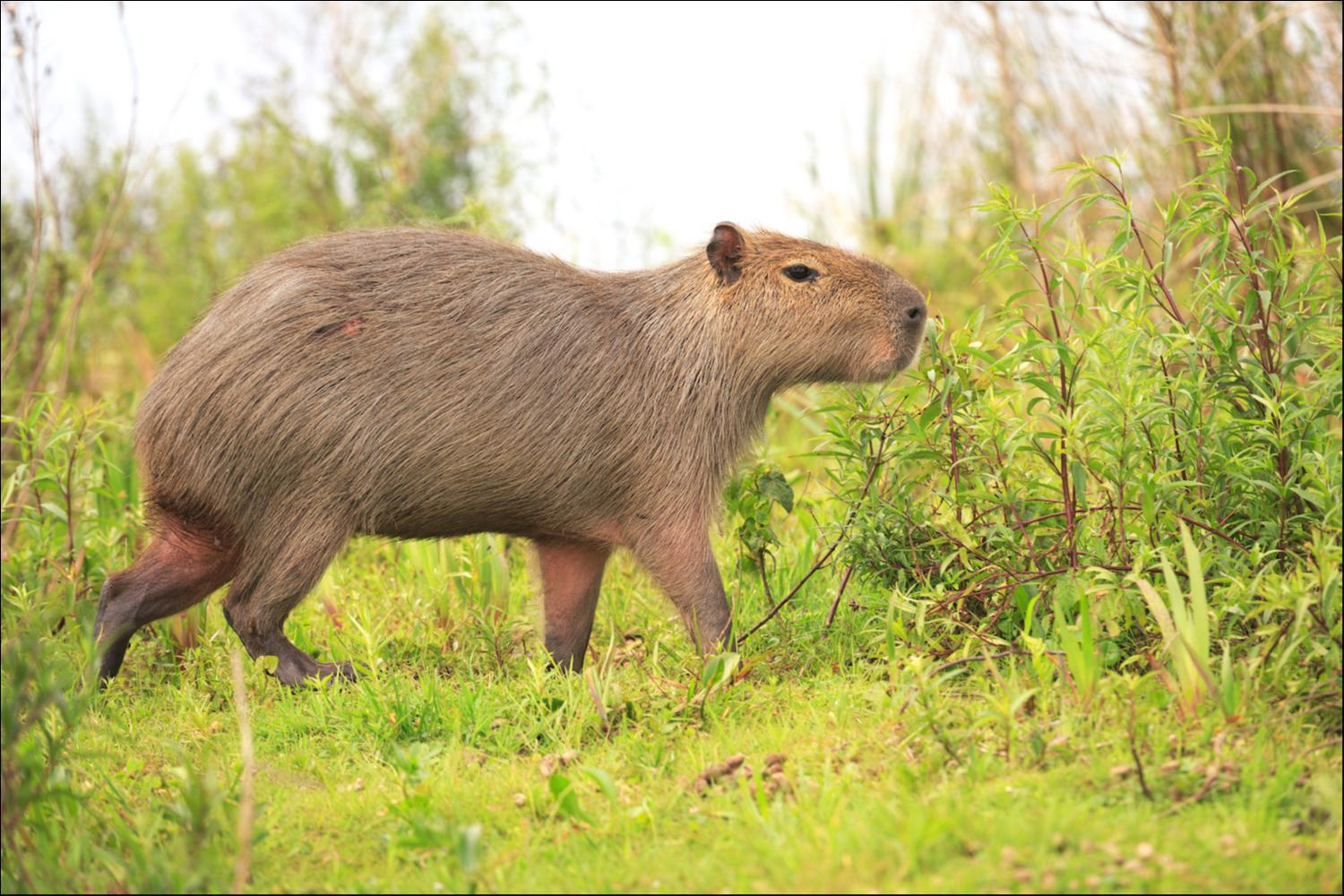 Capibara (Hydrochoerus hydrochaeris)