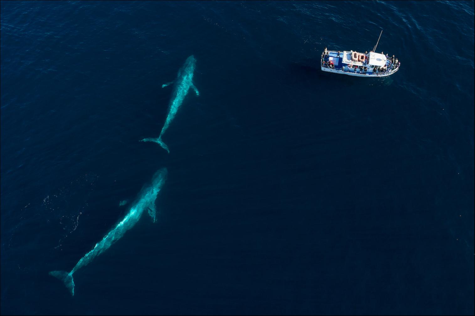 Balena blu (Balaenoptera musculus)