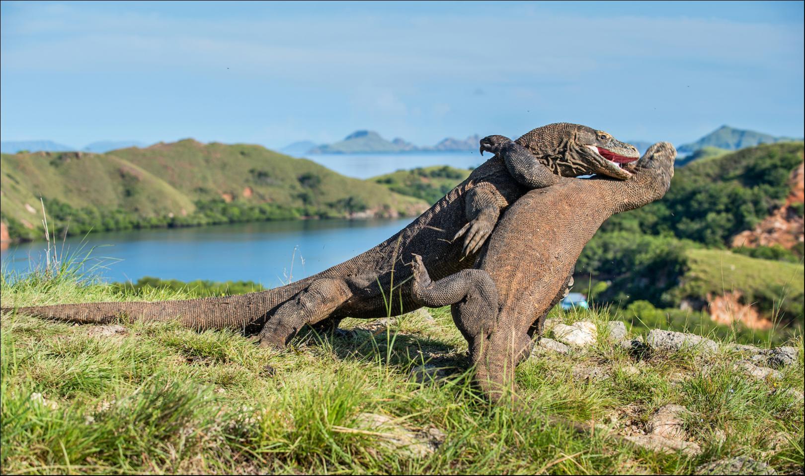 Drago di Komodo (Varanus komodoensis)