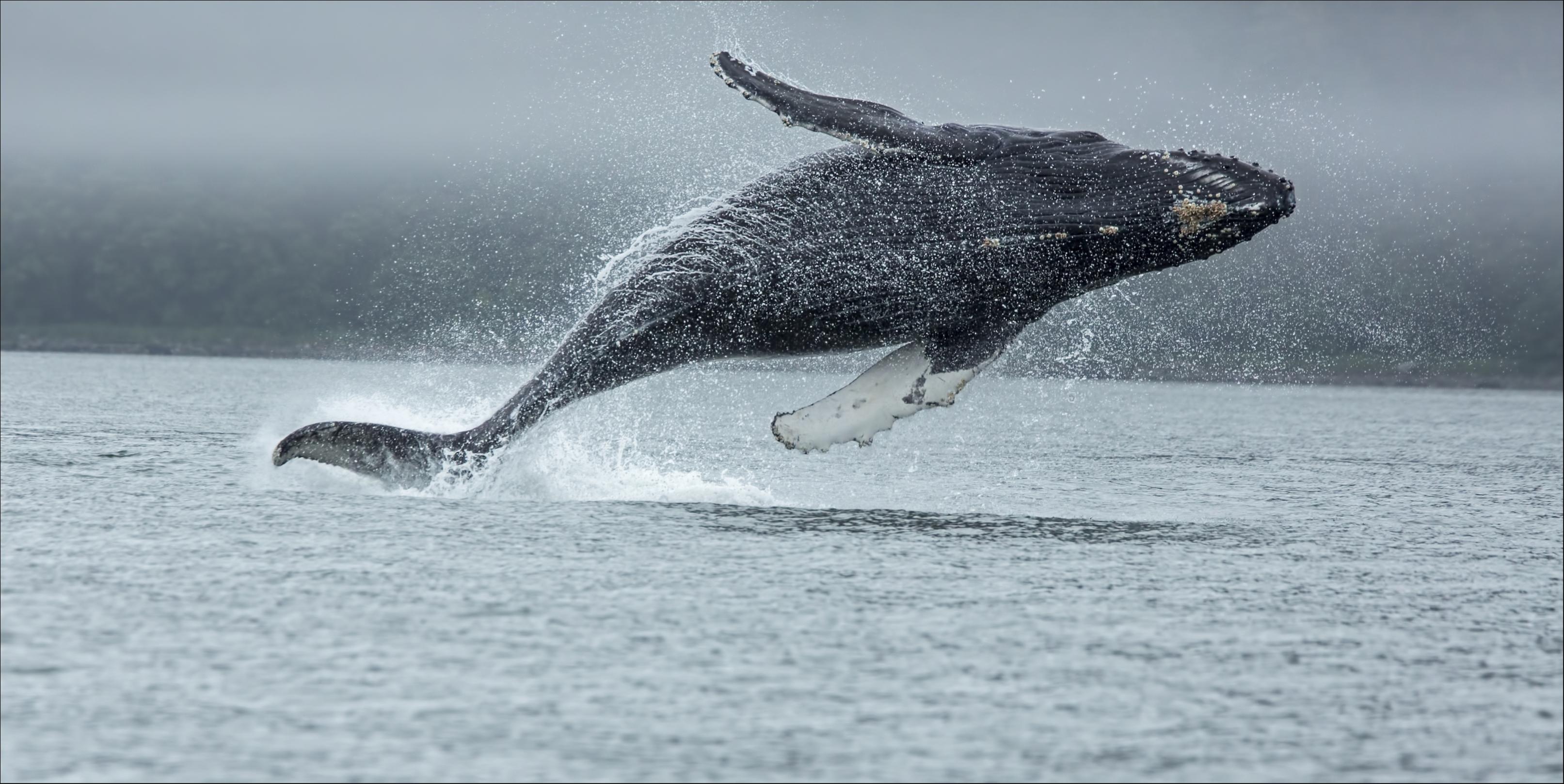 Salto della balenottera azzurra (Balsenoptera musculus).