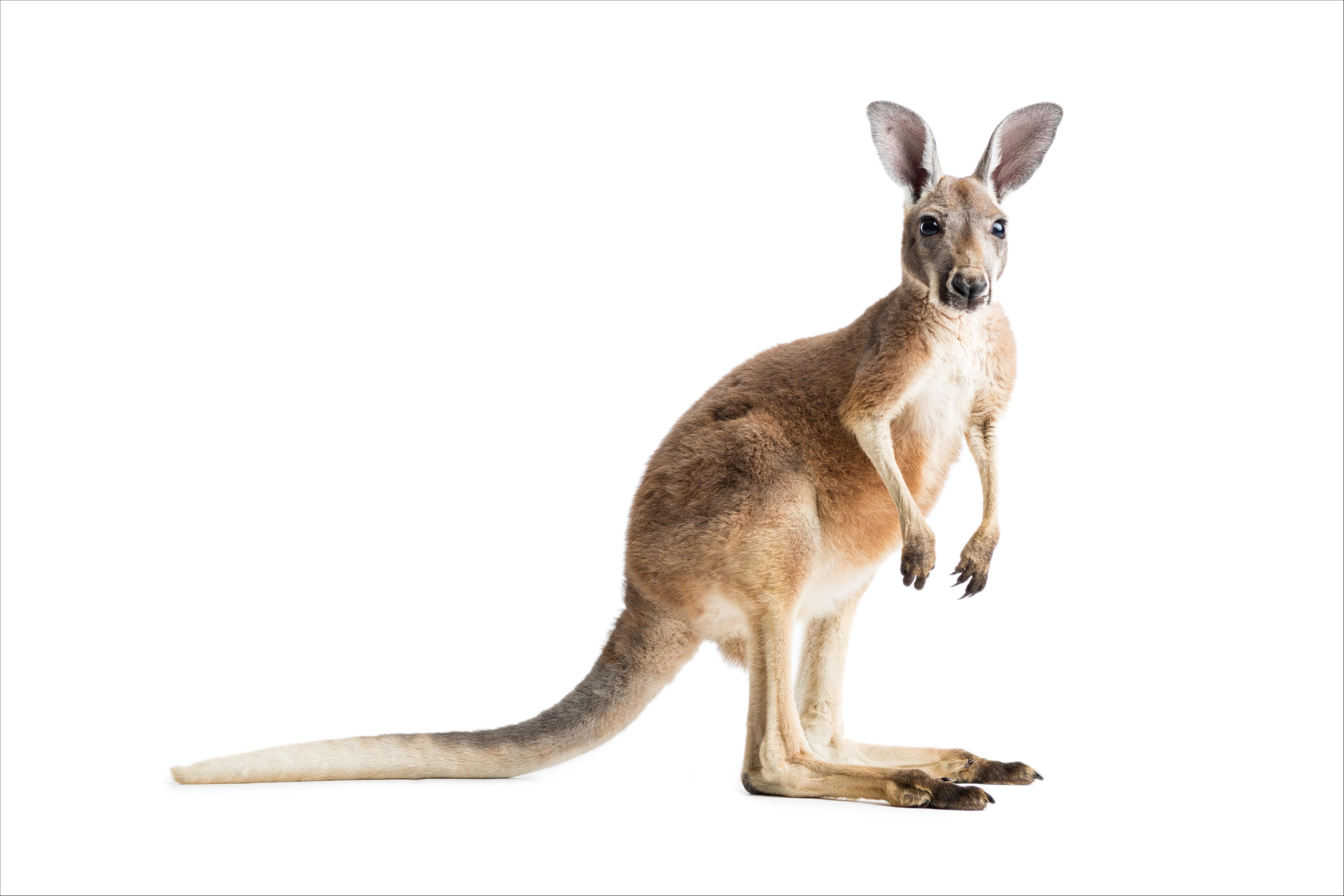 Canguro (Macropus giganteus)