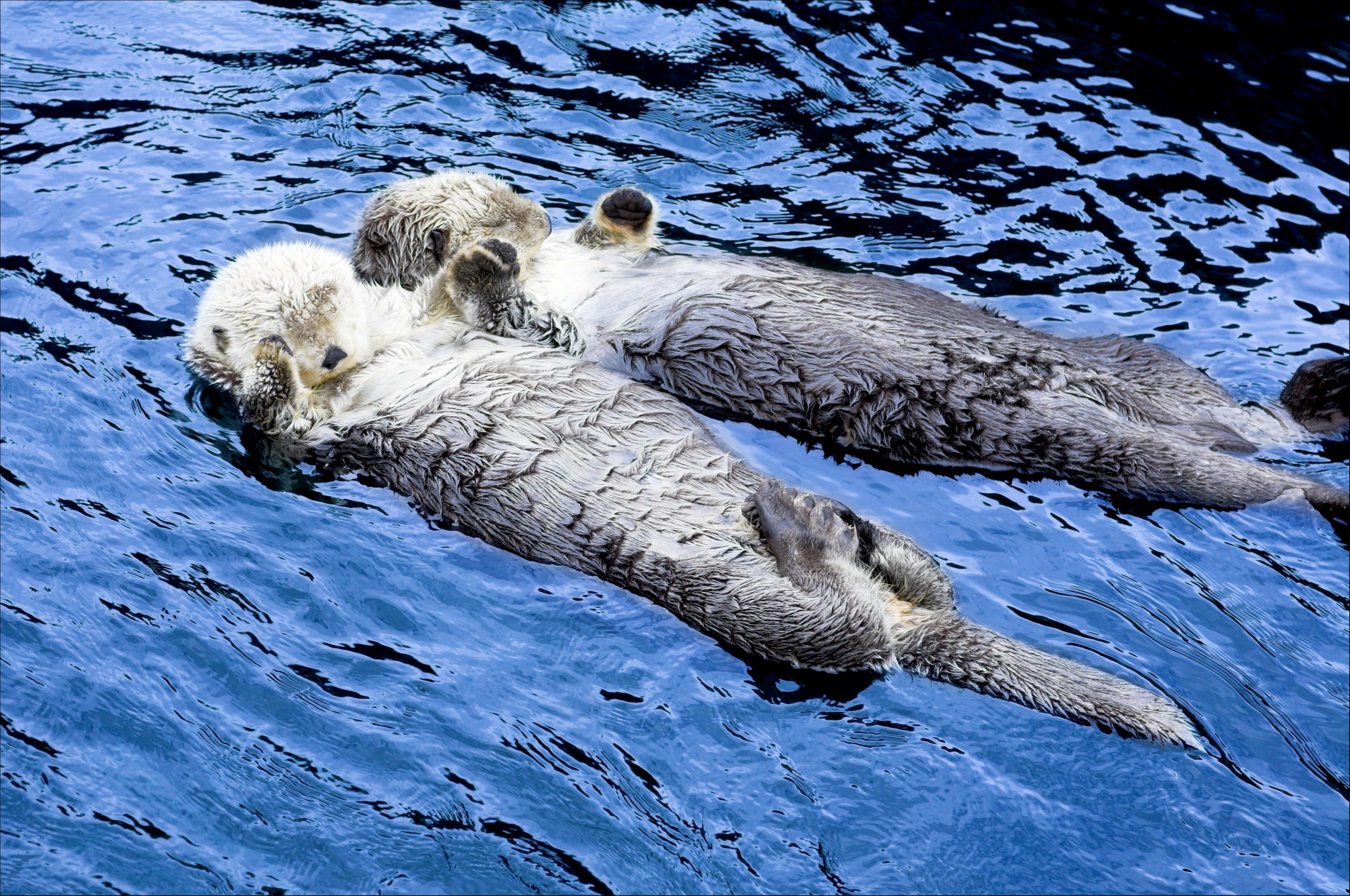 Lontre (Lutra Canadensis) Tenersi Per Mano